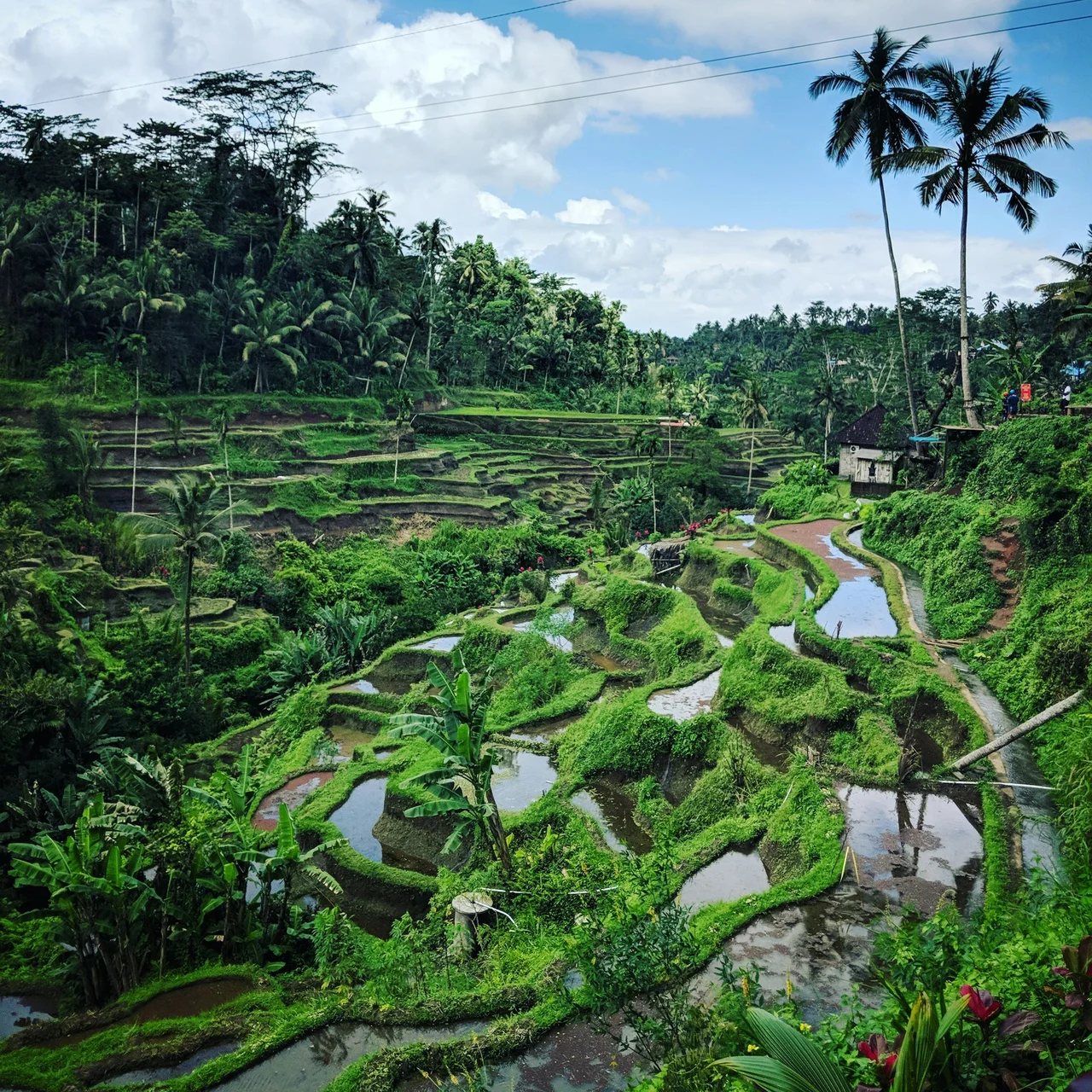 Ubud & Tegallalang Tour